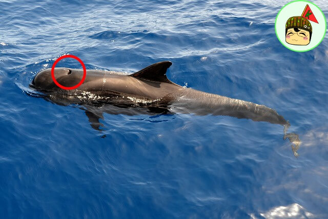 呼吸孔の位置をまるで示したゴンドウクジラの画像